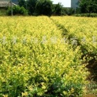 國(guó)槐、櫻花、廣玉蘭、紅瑞木、法桐、紅王子錦帶