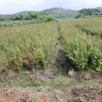 雞爪槭小苗、批發(fā)小葉雞爪槭小苗、雞爪槭價格