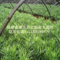 供應(yīng)羅漢松苗