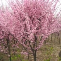 櫻花 海棠 龍柏 銀杏