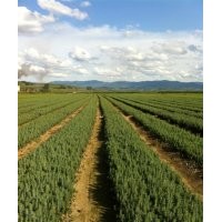 出售留床云杉20厘米