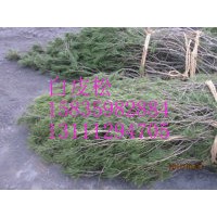 2012年低價(jià)出售1-8米白皮松8公分國(guó)槐