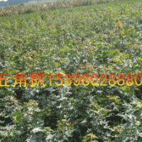 五角楓，山桃稠李，紫葉稠李