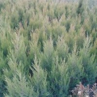 署快，北京快，龍柏，地柏