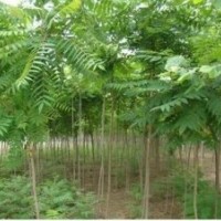 供毛白楊種苗/107苗、千頭椿苗/速生法桐苗/速生國(guó)槐苗/速