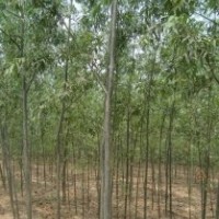苗木供應毛白楊,千頭椿白蠟