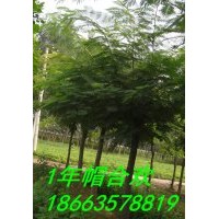 白蠟速生柳垂柳法桐國(guó)槐臭椿速生楊07