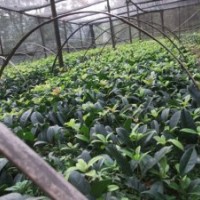 桂花苗，桂花小苗，桂花扦插苗批發(fā)