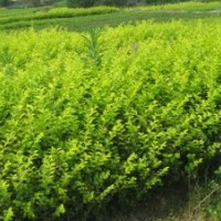 金葉女貞，紅葉小檗，月季花，大葉黃楊