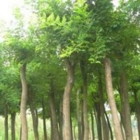 出售白皮松 華山松 核桃苗