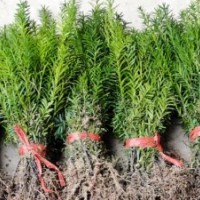 曼地亞紅豆杉小苗