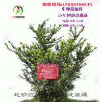 大量銷售曼地亞紅豆杉大小苗，枝條等