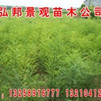 國槐小苗\弘邦園林苗圃專供國槐苗國槐種子2米國槐3米國槐