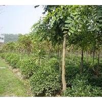 山東聊城綠源苗木繁育基地/山東聊城苗木產(chǎn)地價(jià)格白蠟,苗木,國槐