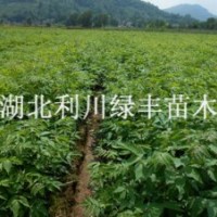 供應(yīng)川黃柏樹小苗 云南貴州四川種植黃柏樹苗 貴州黃柏苗四川黃柏