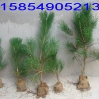 供應(yīng)40公分油松苗