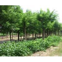 本公司提供的欒樹(shù)