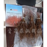 美國紅楓的品種--美國紅楓秋火焰