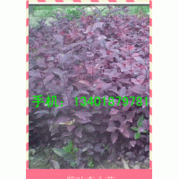 江蘇紫葉李床苗20萬(wàn)棵銷(xiāo)售中