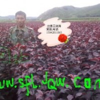 出售王族海棠，紅肉海棠，123果苗，k9苗，矮化寒富，密枝紅葉李