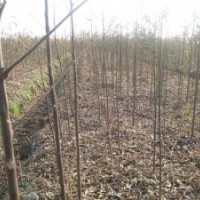 欒樹苗供應(yīng)欒樹苗,欒樹小苗,黃山欒小苗