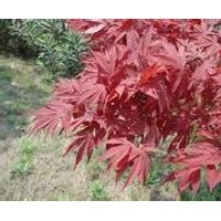 美國(guó)紅楓、日本紅楓、五角楓、三角楓、青楓、