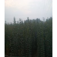 西府海棠、西府海棠樹(shù)苗