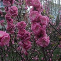 供應(yīng)百日紅