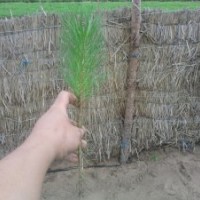 供應(yīng)白皮書，油松，國槐，刺槐，側(cè)柏，柳樹，速生楊