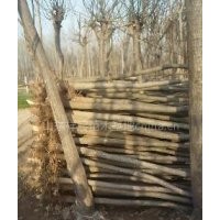 供應(yīng)山東小國(guó)槐，白蠟，裸根定桿，土球全冠