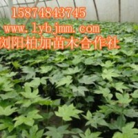 瀏陽八角金盤、八角金盤小苗直銷基地、八角金盤裸根苗