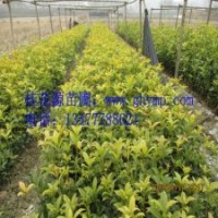 批發(fā)10-30CM金桂、銀桂、八月桂   300珠包郵