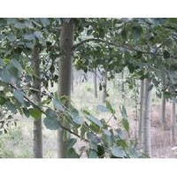 供3毛白楊，國槐，法桐，合歡，速生柳千頭椿