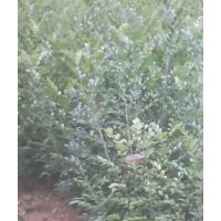 供應九里香與黃槐苗數(shù)萬