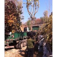 山東優(yōu)質(zhì)櫻花樹苗|優(yōu)質(zhì)櫻花樹苗|，誠信為本