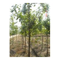 常年供應(yīng)一年生銀杏小苗