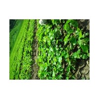 供榛子苗（營(yíng)養(yǎng)缽）