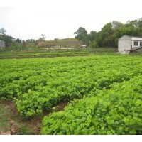 大量出售羊蹄甲小苗