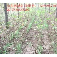 供應(yīng)兩年生銀杏小苗