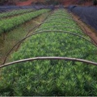 供應(yīng)紅豆杉 竹柏 羅漢松 木荷 江南榿木 濕地松 香樟 杜英