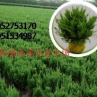 紅葉小檗，金葉女貞，龍柏，合歡、水杉