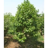 供應(yīng)火力楠苗 火力楠種子 火力楠