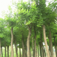 大量供應(yīng)3-5公分的國(guó)槐