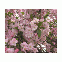 海棠花 海棠花圖片