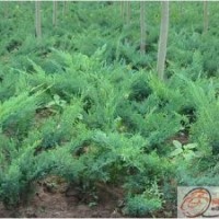 大量沙地柏供應(yīng)