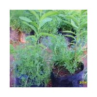 批發(fā)印度檀香苗