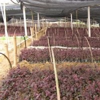 供應(yīng)紅花繼木