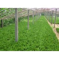 龍柏嫁接苗.移栽兩年苗