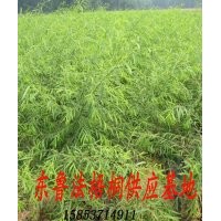 供應 垂柳苗 各種規(guī)格