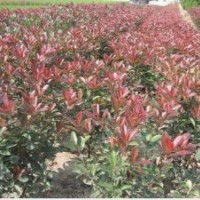 銷售各種綠化苗木加拿利海棗、小葉榕，中東海棗、華棕、香樟、重